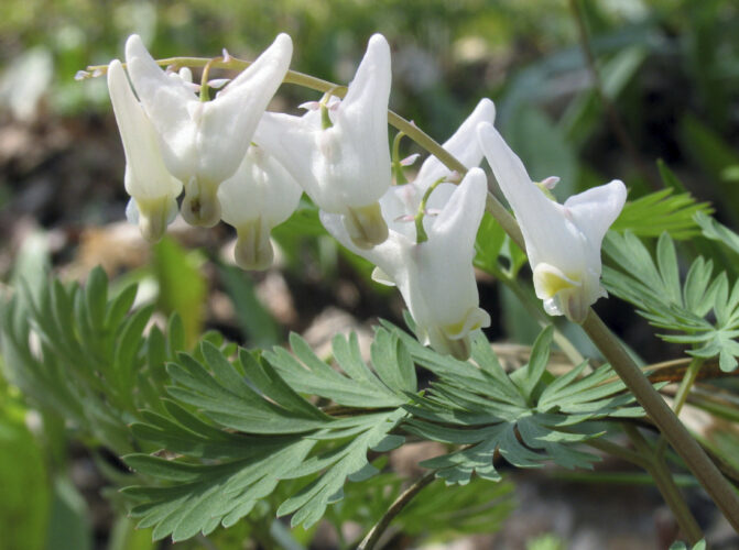 Blink and you could miss them:  10 native spring ephemerals that bring early color to the garden